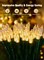 Battery Operated Christmas String Lights, 8ft 20 LED Mini Lights with Timer, Christmas Tree Lights for Indoor Outdoor Bedroom Wedding Party Holiday Xmas Decoration,Warm White